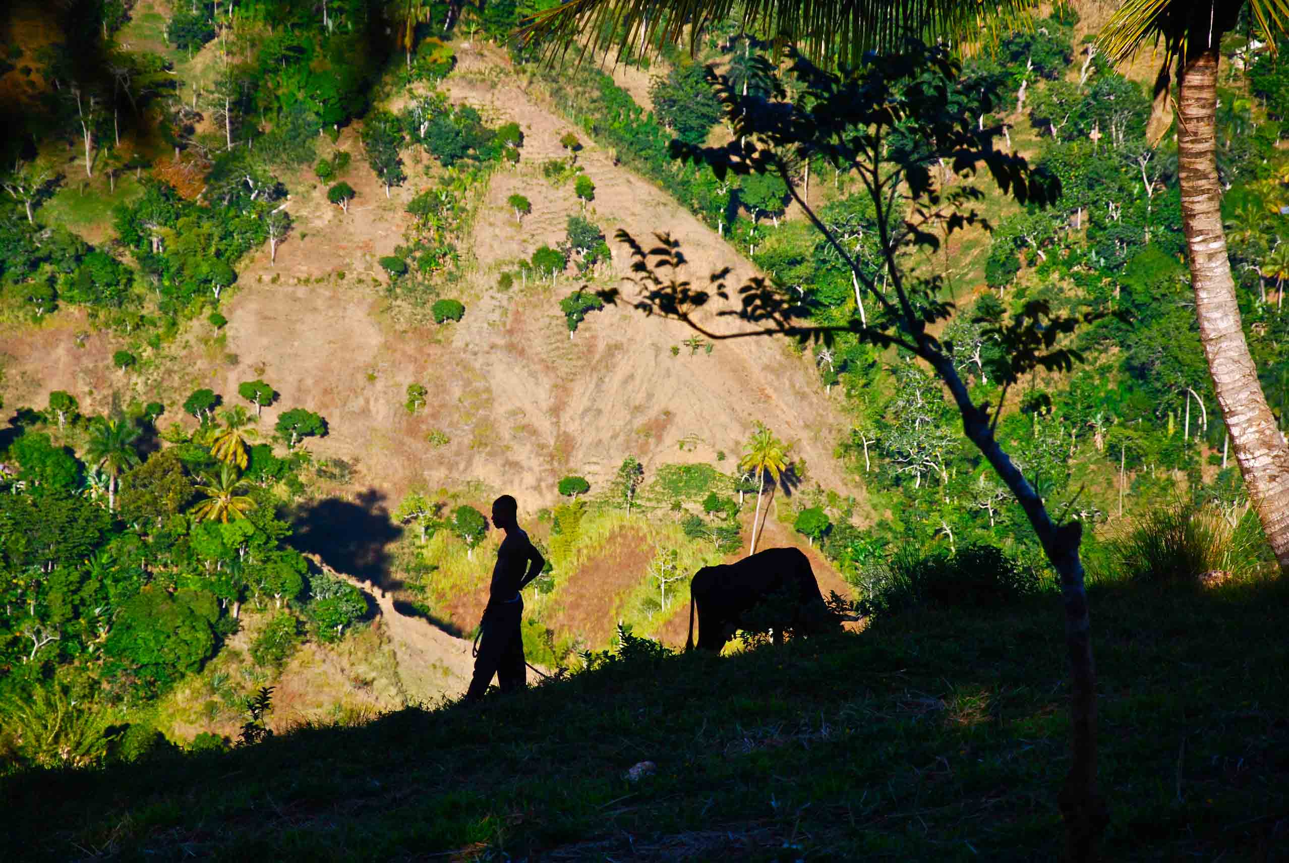 Morne érodé, paysan gardant son troupeau, Haïti. E. Malézieux, © Cirad.